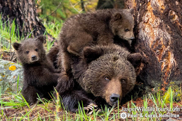 Jasper Maligne Lake Cruise Wildlife Protection