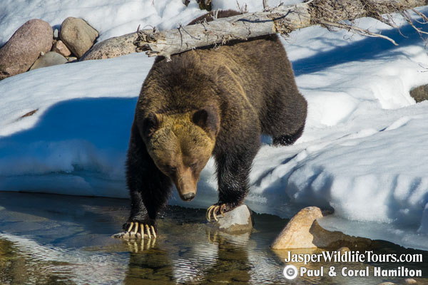 Jasper Maligne Lake Cruise Wildlife Protection